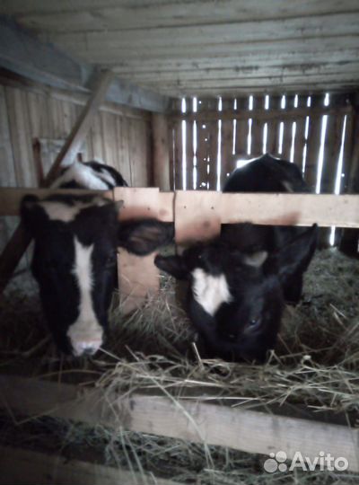 Бычки и телка