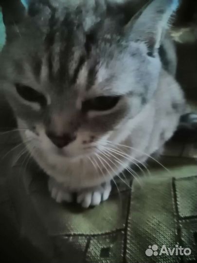 Кошка в дар бесплатно