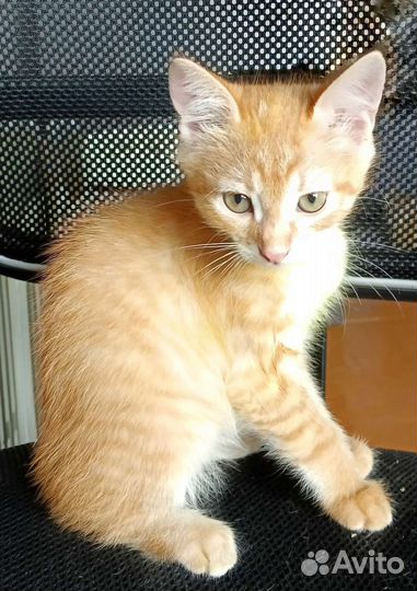 Рыжие котята