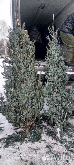 Новогодняя ёлка пихта