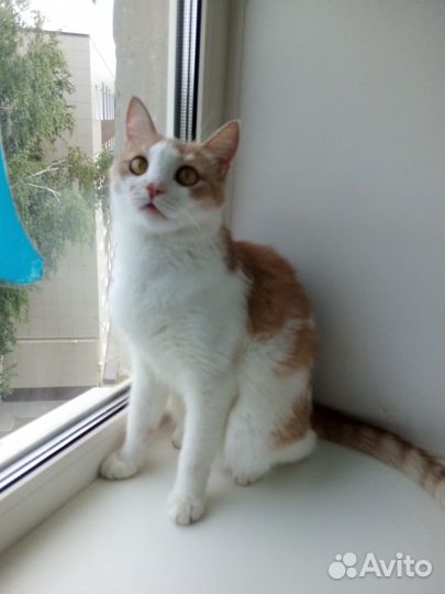 Ласковый добрый кот