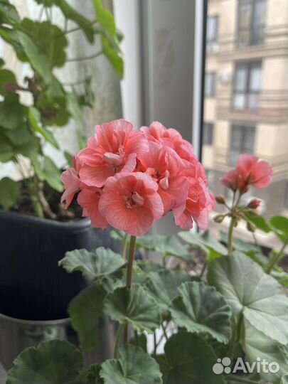 Герань пеларгония