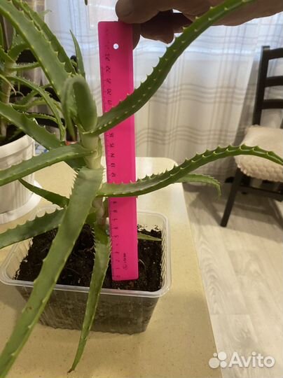 Алоэ лечебный