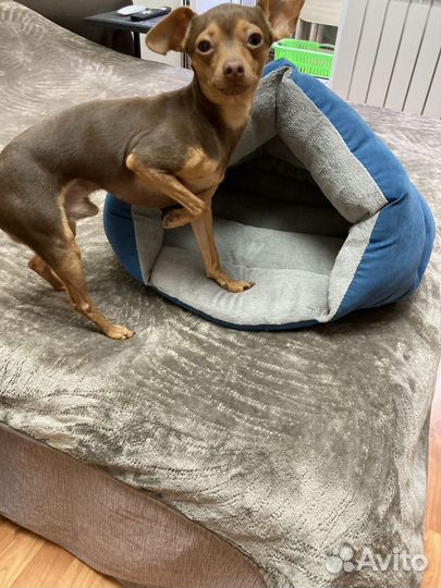 Лежанка домик для собаки