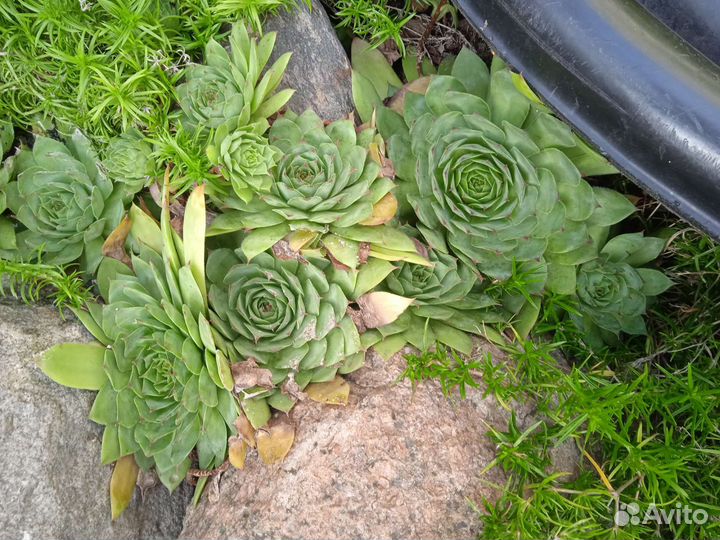 Молодило каменная роза