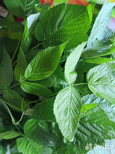 Чай прессованный с клевером, с репейником