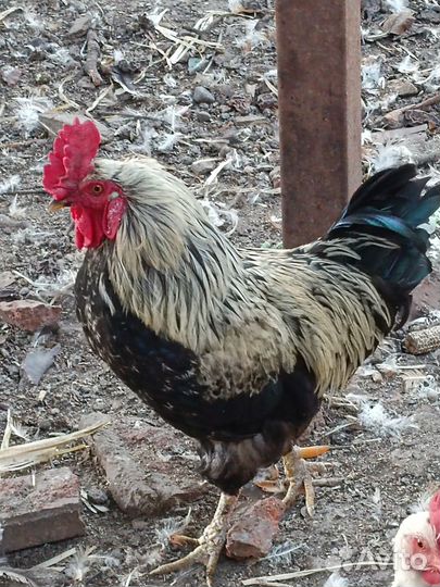Продаются петухи