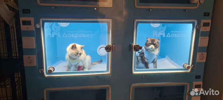 Боксы в стационар для животных ветклиники