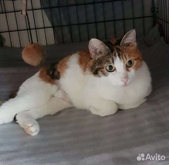 Выберите кошечку из Приюта, отдадим в добрые руки