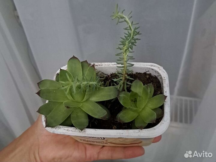 Каменная роза, молодило