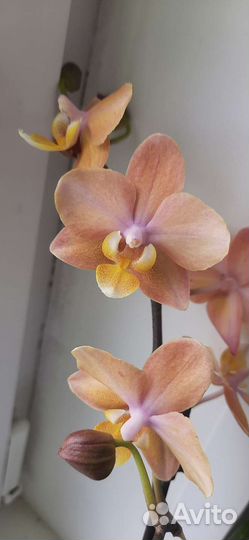 Орхидея фаленопсис Парфюмерная фабрика Scention