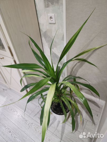 Пальма панданус