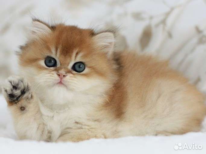 Британская шиншилла BLH