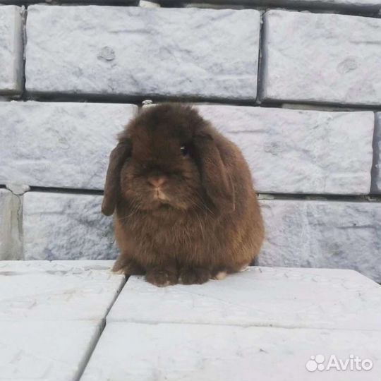 Кролик Минилоп