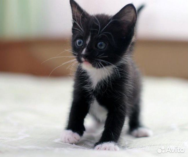 Котенок девочка