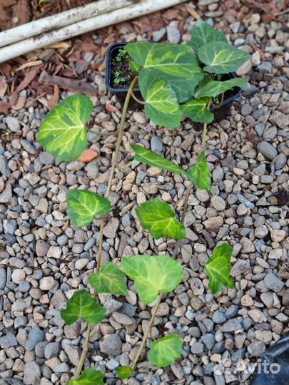 Плющ Салфер Харт