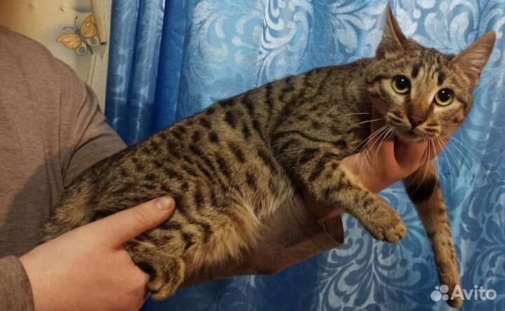 Бенгальская