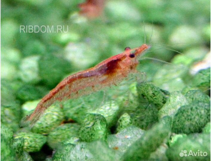 Креветки неокаридины аквариумные