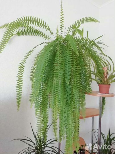 Папоротник, алоэ