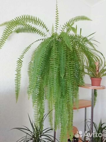 Папоротник, алоэ