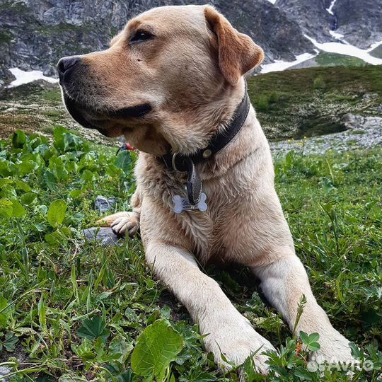 Кобель лабрадора вязка