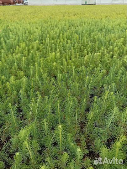 Сосна и Ель зкс