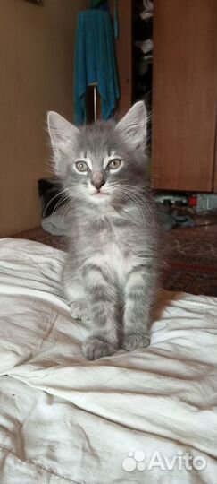 Отличные котятки