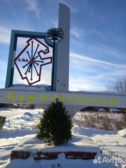 Новогодние сосны оптом