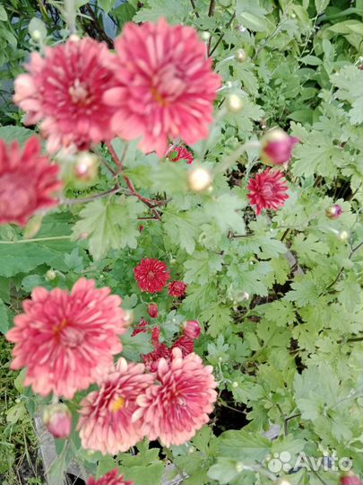 Многолетники садовые