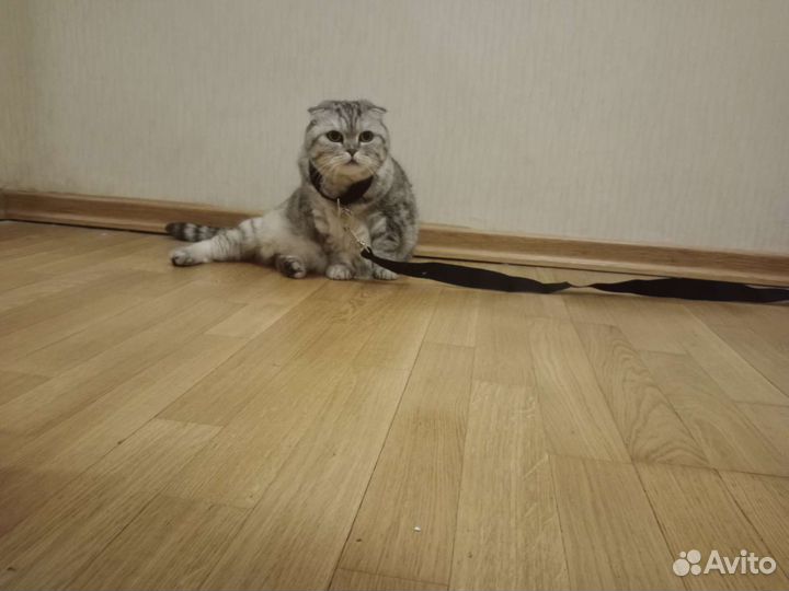 Товары для кошек и собак