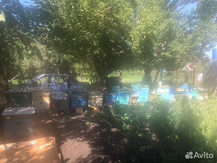 Продается пасека, вместе с пчелами,медом и ульями