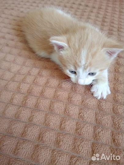 Котята в добрые руки бесплатно