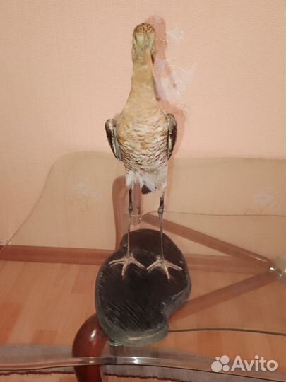 Чучело хищной птицы