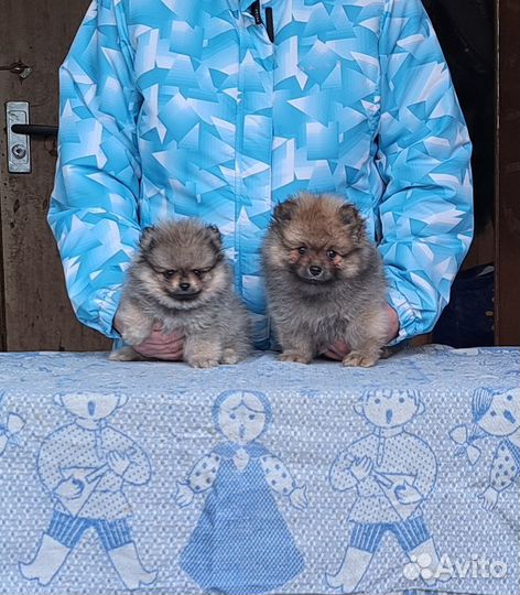 Щенки Шпица