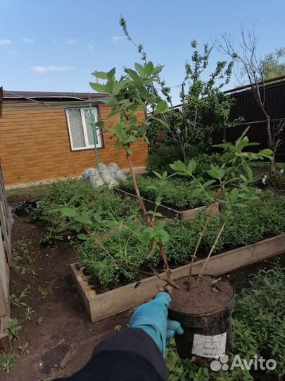 Саженцы жимолости