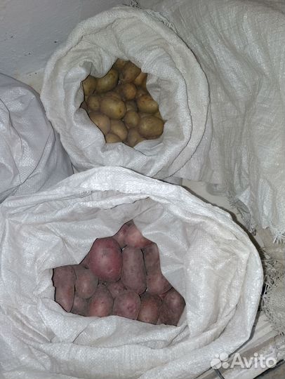 Продам картофель