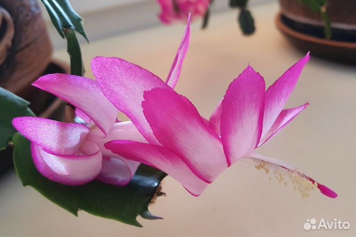 Зигокактус два цвета (шлюмбергера, декабрист)