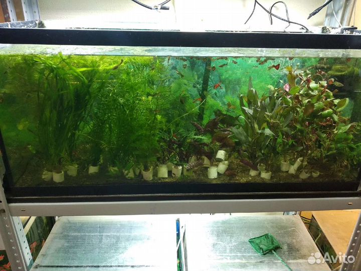 Аквариумы, террариумы, рыбки