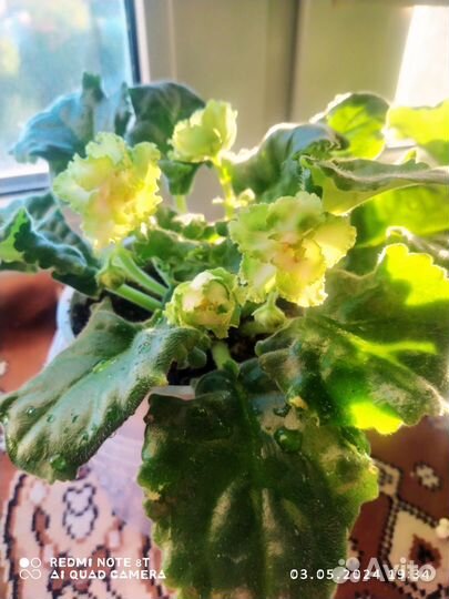 Сортовые фиалки