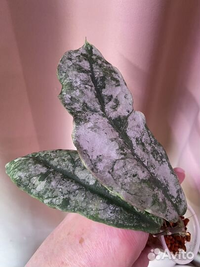 Hoya Mitrata Silver