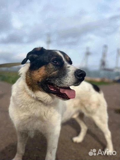 Пёс Пирожок (очень сладкий) ищет дом