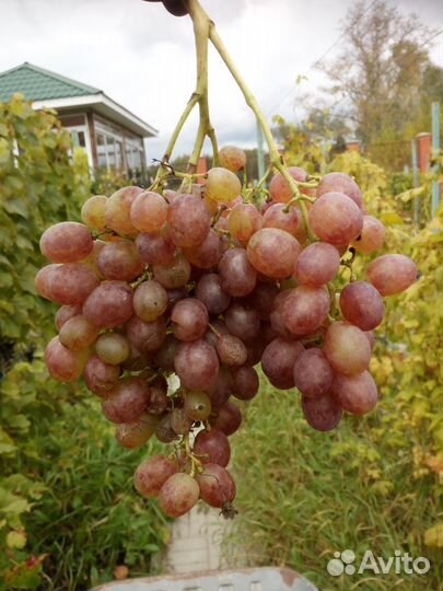 Черенки винограда столовых сортов