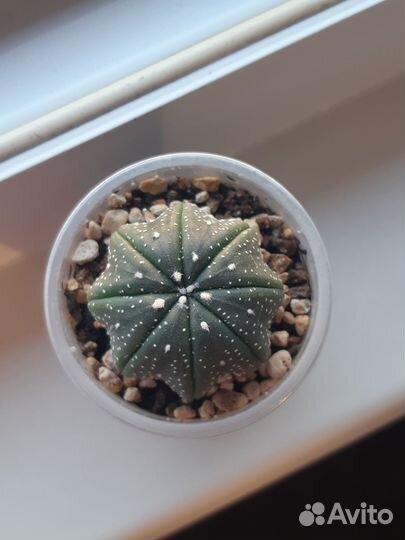 Кактусы. Турбиникарпус