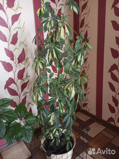 Шеффлера древовидная