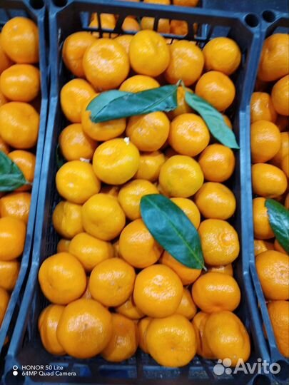 Мандарины свежие