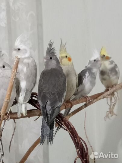 Птенцы корелла