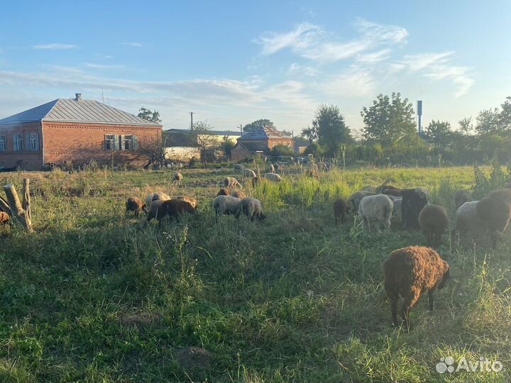 Овцы бараны