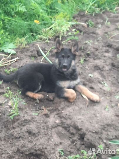 Щенки немецкой овчарки