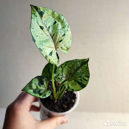 Сингониум серый призрак