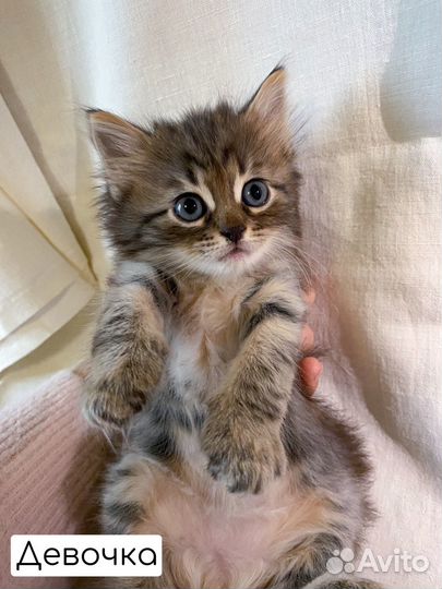 Кошки в добрые руки ласковые